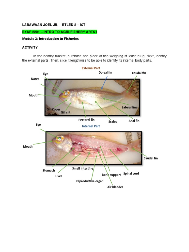 Understanding Fish Anatomy and Fisheries | PDF | Investing | Fish