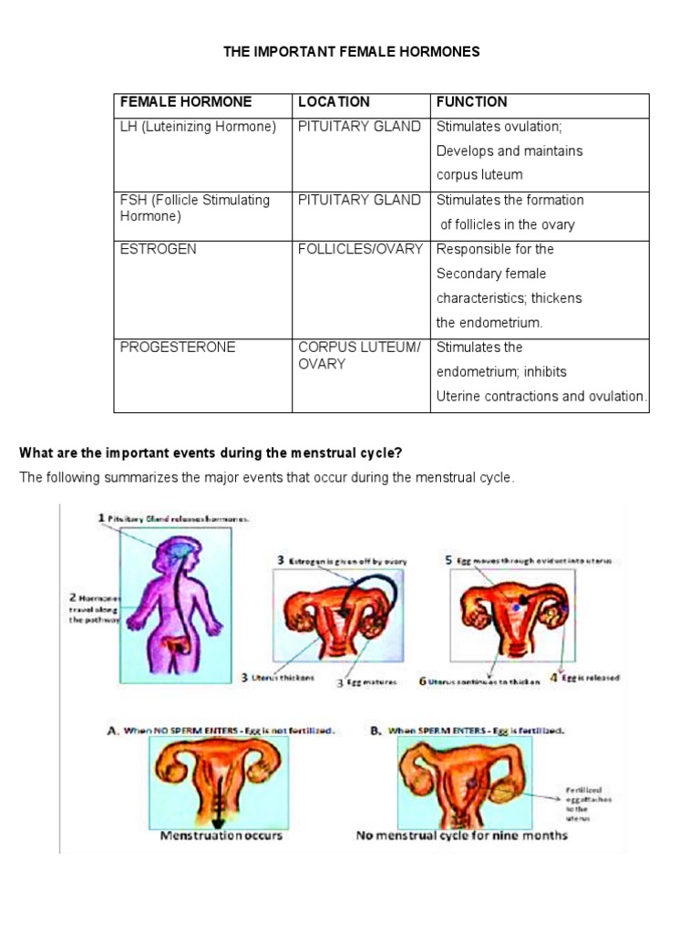 Key Female Hormones in Menstrual Cycle | PDF | Menstrual Cycle ...