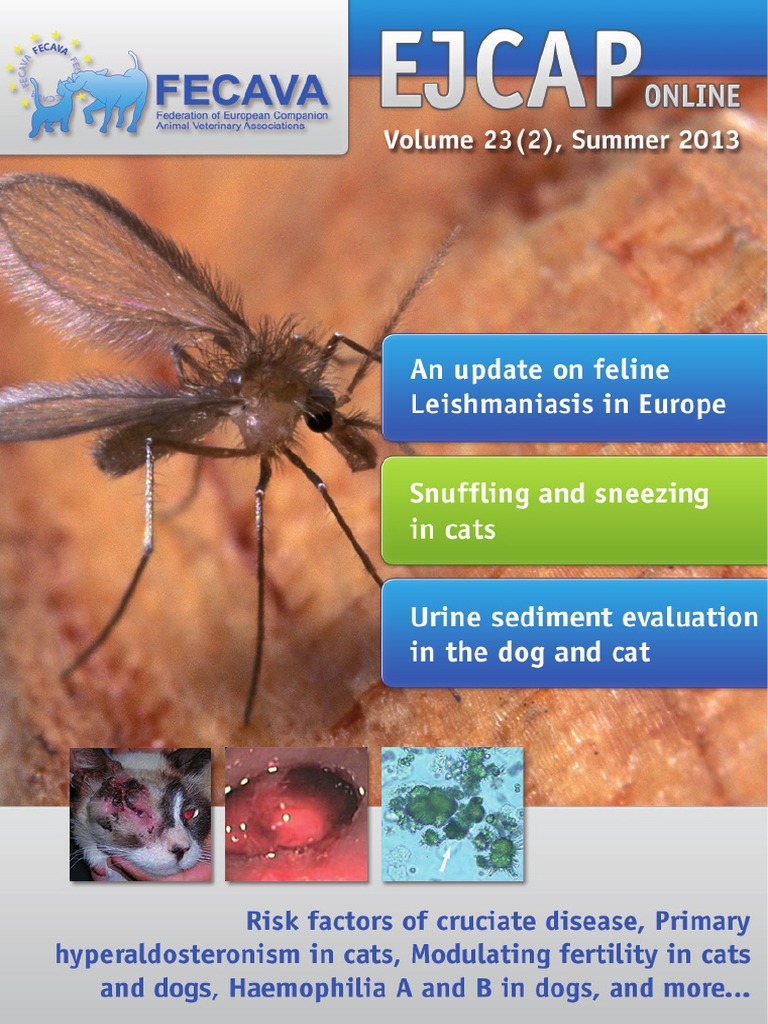 Canine Leishmaniasis | PDF | Leishmania | Infection