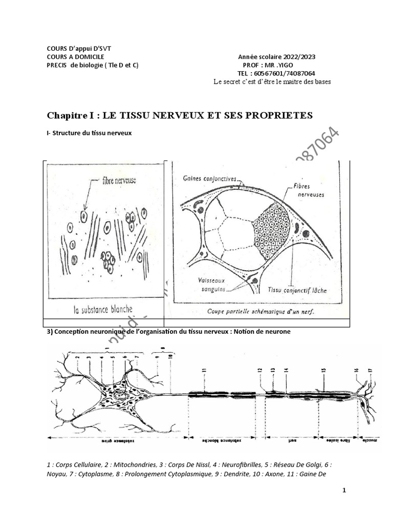 Propriétés du Tissu Nerveux | PDF | Synapse | Neurone