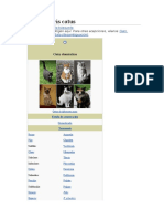 Gato doméstico: características y datos