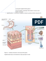 Fiziologie LP NR 6 Anul I