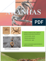 Aprenda sobre aranhas peçonhentas no Brasil