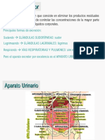 Ud - Tbe - 07 Aparato Urinario PDF