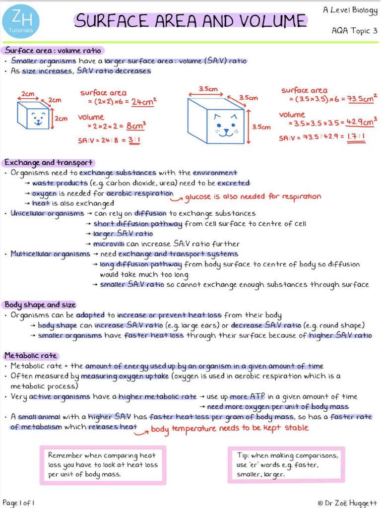 Topic 3 A Level Aqa Biology | PDF