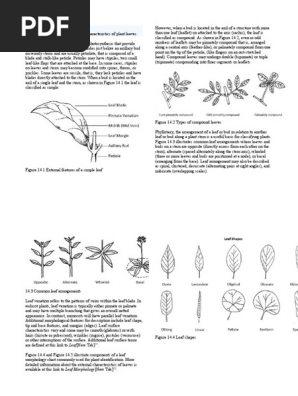 LEAF MORPHOLOGY