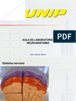 Aula laboratório neuroanatomia UNIP