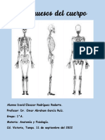 206 Huesos (Anatomia y Fisiologia)