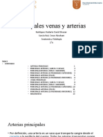 Principales Venas y Arterias