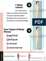 Anatomical Body Planes & Sections Explained in 40 Characters