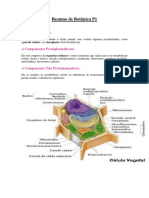 Resumo da estrutura e função dos plastídios