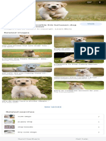 Dog - Google Search PDF