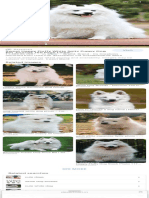 Puppy Dog - Google Search 2 PDF