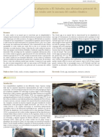 Cerdo criollo: alternativa ante cambio climático