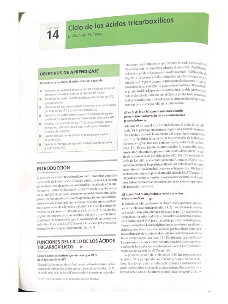 Capitulo 14 Ciclo de Los Acidos