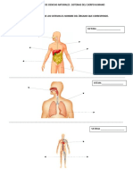 Evaluación de Ciencias Naturales 3 A Cuerpo Humano