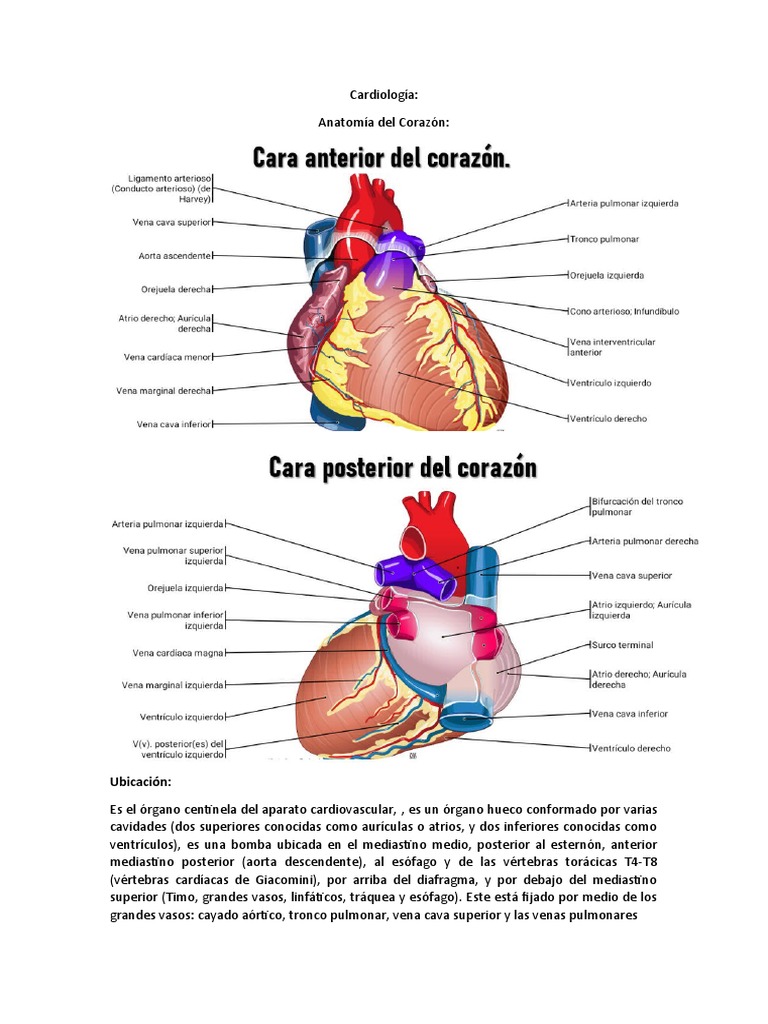 Anatomia Del Corazon Pdf Electrocardiografia Fisiología
