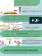 Infografia. Respuesta y Adaptaciones Pulmonares PDF