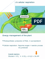 Photosynthesis and Cellular Respiration: Energy Management in Plants