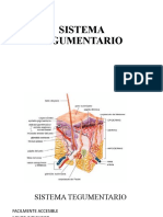 Sistema Tegumentario 3