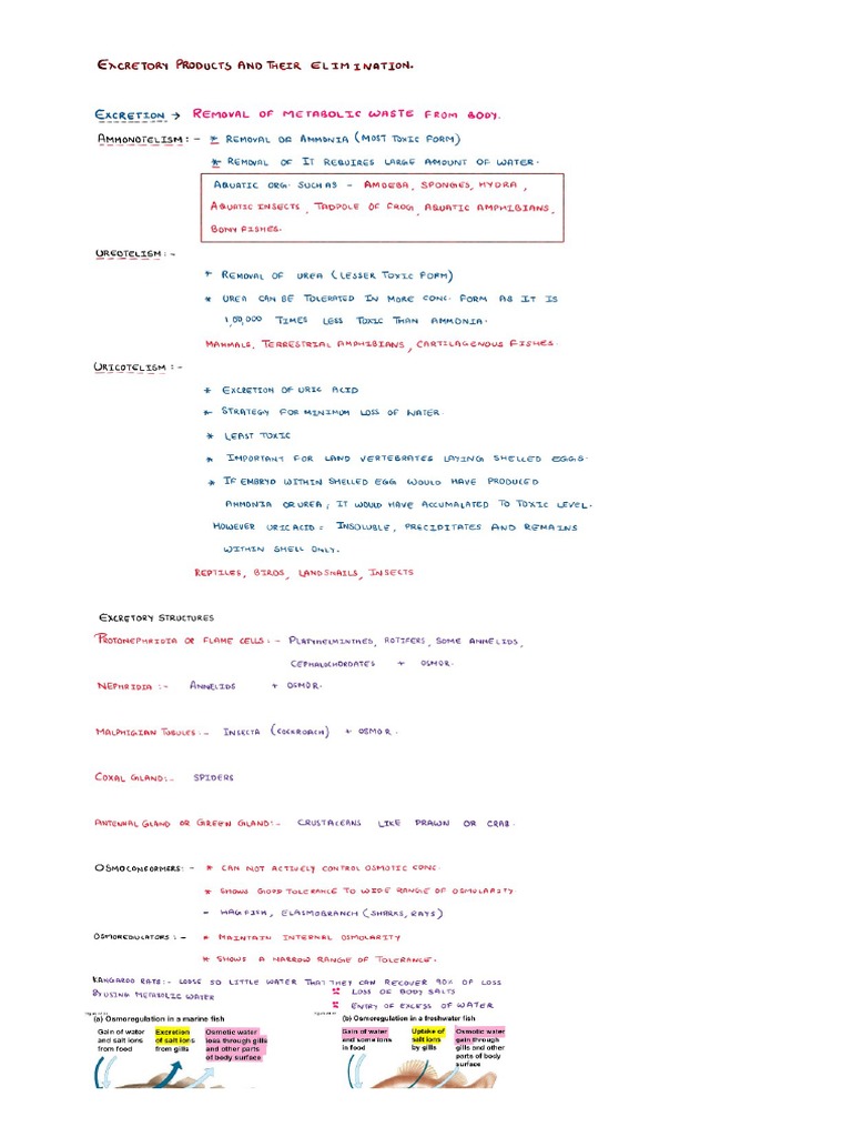 Excretory Products And Their Elimination Pdf Pdf