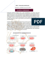 ADA 7. - Desarrollo Embrionario