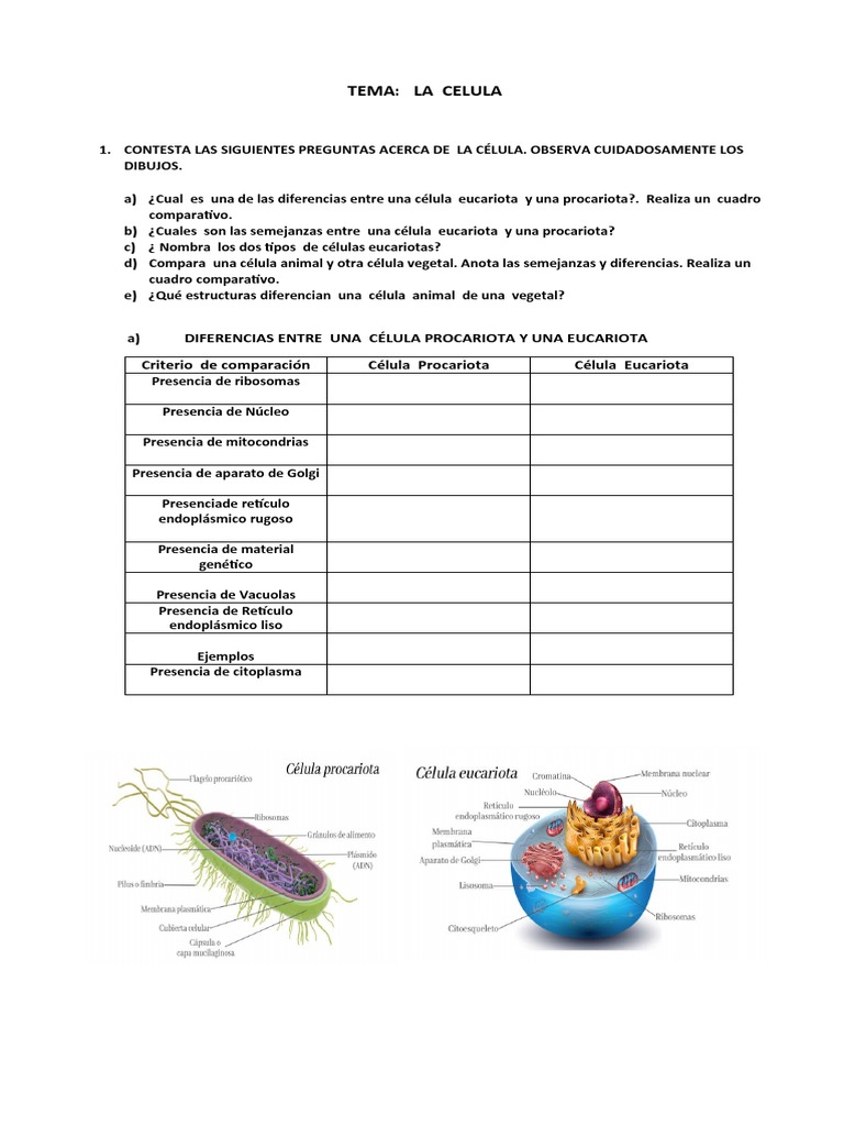 Comparativa de Células Eucariotas y Procariotas | PDF | Ciencia y ...