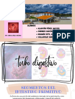 Tubo Digestivo - Embriología