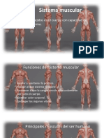 Presentacion Sistema Muscular