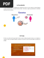 Teoría de la Singamia y Fecundación | PDF | Sexo | Ciencias de la vida