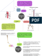 Fisiología - Mapa Mental Semana 1