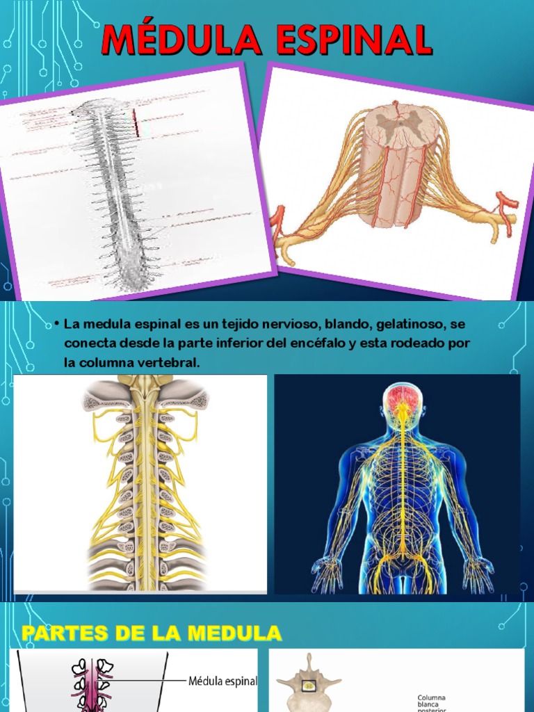 Médula Espinal Exposicion 1 Pdf Pdf