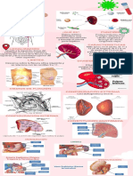 Anatomía Del Bazo