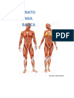 Anatomia Basica