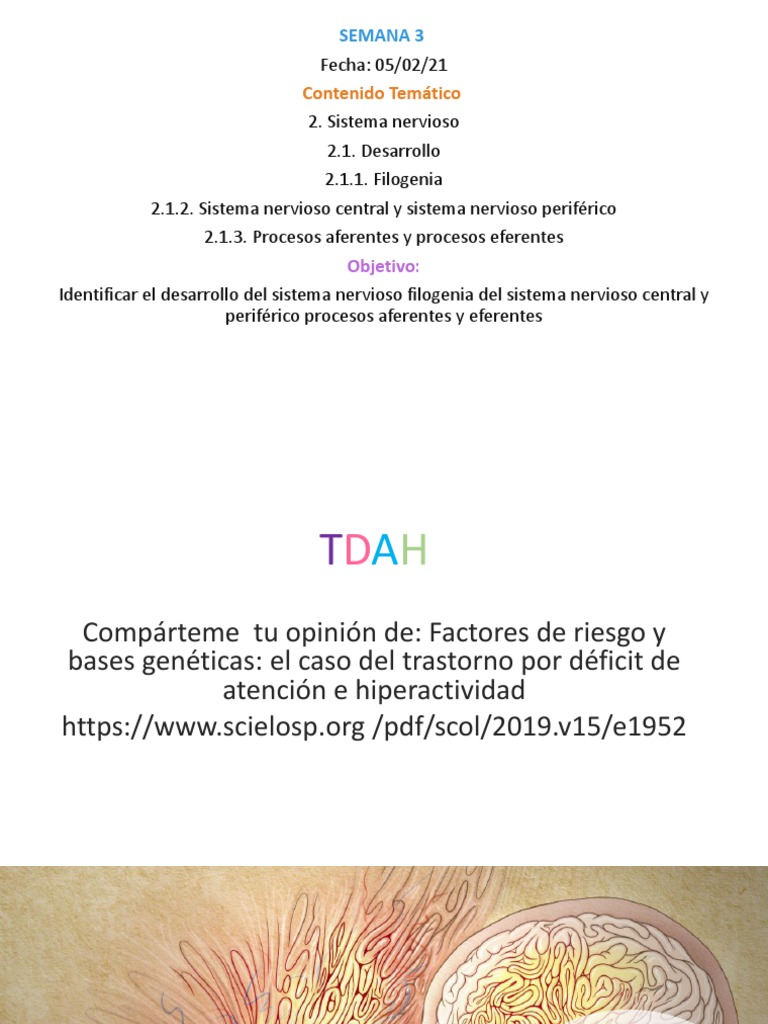 Embriología Del Sistema Nervioso Pdf Pdf Embrión Cerebro