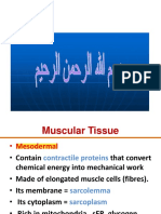 7 - Muscular