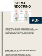 Sistema Endocrino