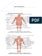 Principales Músculos Esqueléticos PDF
