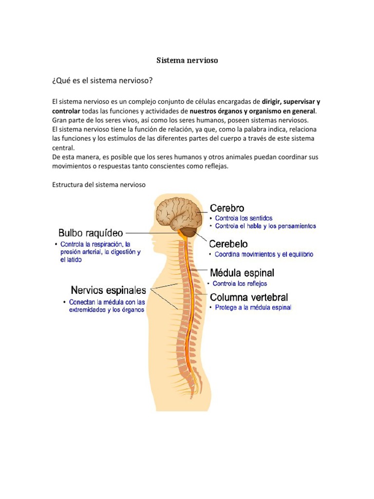 Estructura y Funciones del Sistema Nervioso | PDF | Relaciones ...