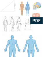 Anatomia Posterior Anterior