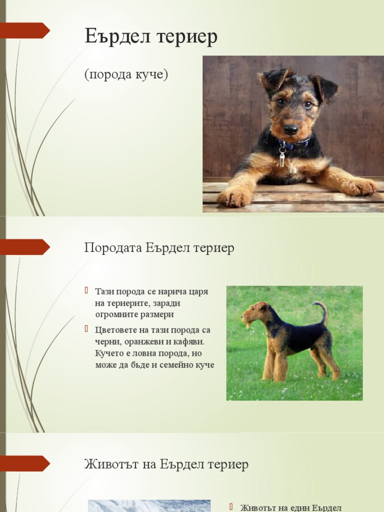Ердел териер презентация на Мартин 6б 3.0 | PDF