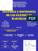 Glandulas Mamarias