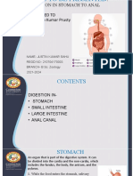 Digestion in Stomach to Anal Canal