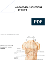 Anatomy Lecture 12 - Anatomic Topographic Regions - Pelvis