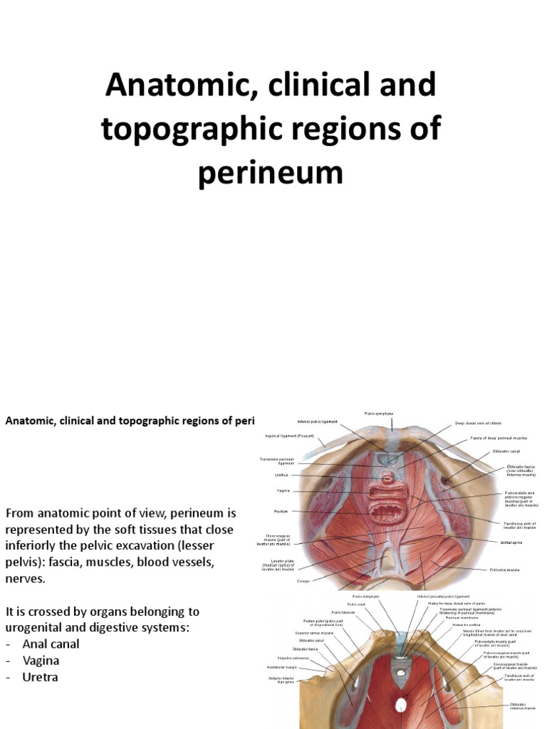 Anatomy and Clinical Aspects of Perineum | PDF | Pelvis | Human Anatomy