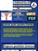 Anatomia Aparato Reproductor Femenino y Masculino
