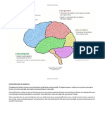 Diagrama Do Cérebro Humano