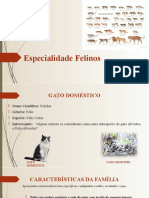 Felinos: Características do Gato Doméstico e Curiosidades sobre a Família Felidae