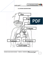 El Sistema Respiratorio