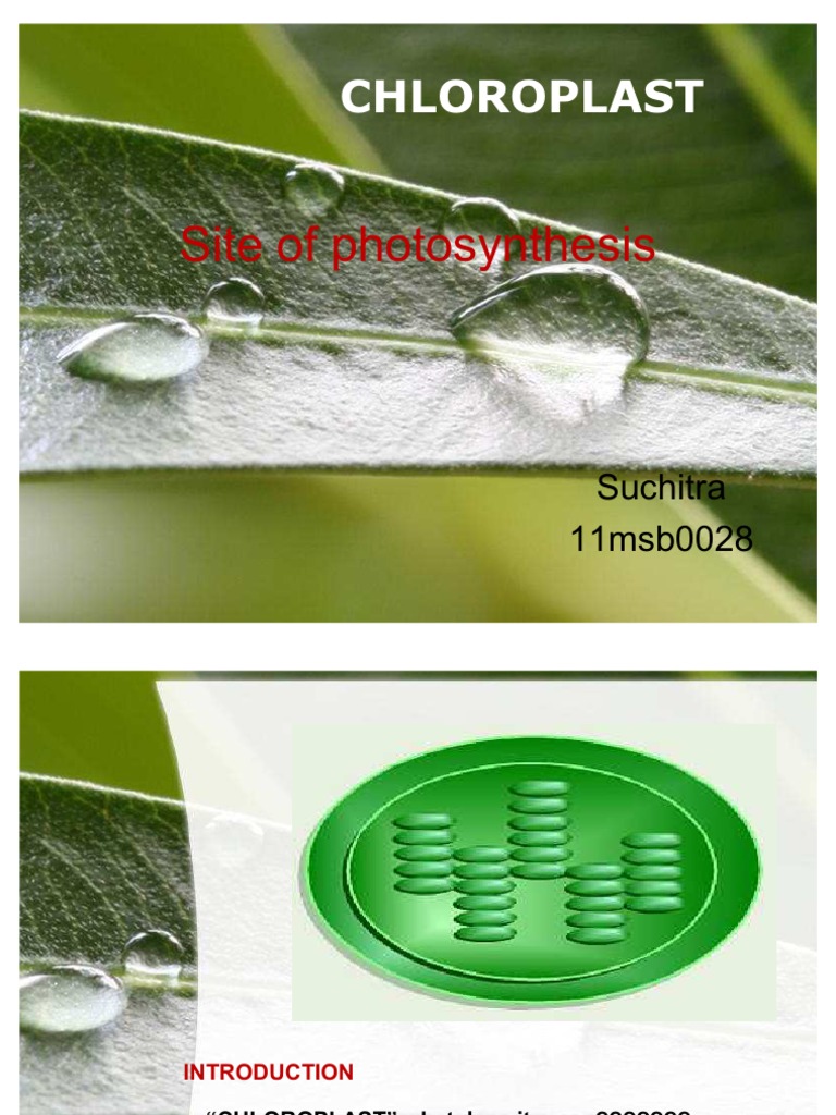 CHLOROPLAST,PPT